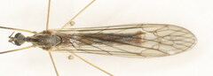 Dicranomyia mediterranea