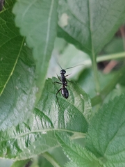 Camponotus compressus