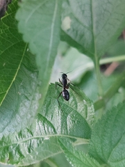 Camponotus compressus
