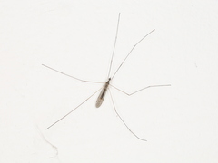 Dicranomyia mediterranea
