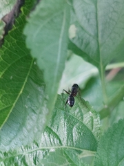 Camponotus compressus