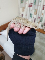 Homopholis walbergii