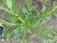 Amaranthus powellii