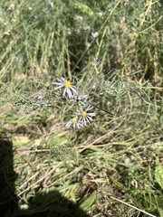Symphyotrichum dumosum