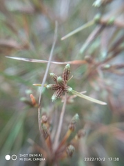Cyperus flavescens