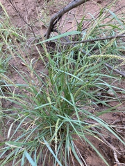 Setaria leucopila