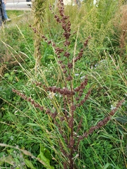 Rumex crispus