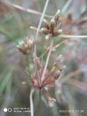 Cyperus flavescens