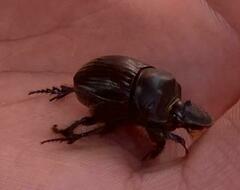 Dichotomius carolinus