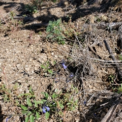 Campanula rotundifolia