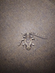Aegomorphus jaspideus