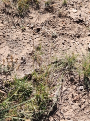 Bouteloua gracilis