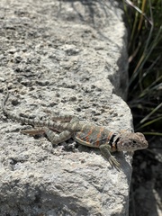 Crotaphytus collaris