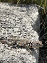 Crotaphytus collaris