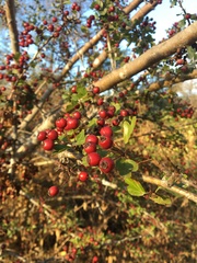 Crataegus monogyna