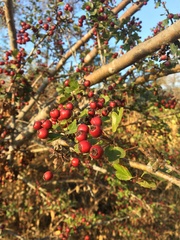 Crataegus monogyna