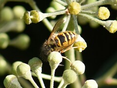 Vespula vulgaris