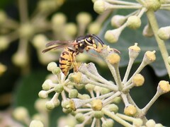 Vespula vulgaris