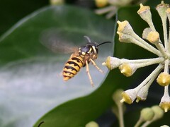 Vespula vulgaris