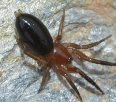 Zelotinae