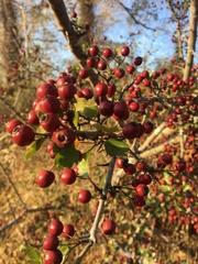 Crataegus monogyna