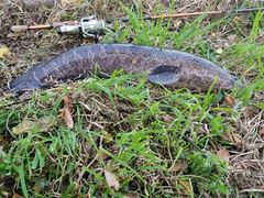 Channa argus