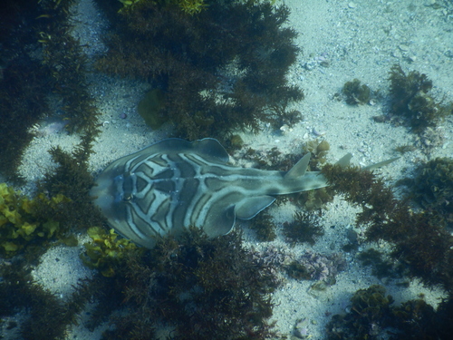 Trygonorrhina fasciata