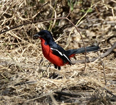 Laniarius atrococcineus