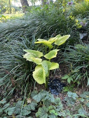 Hosta plantaginea