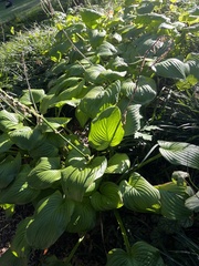Hosta plantaginea