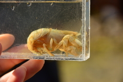 Upogebia pugettensis
