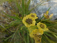 Bupleurum stellatum