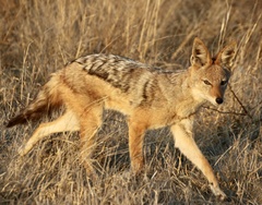 Lupulella mesomelas mesomelas