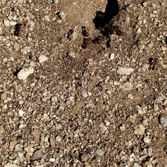 Pogonomyrmex barbatus