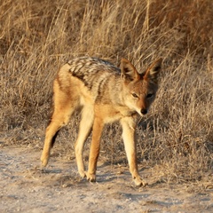 Lupulella mesomelas mesomelas