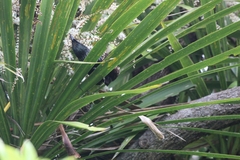Prosthemadera novaeseelandiae novaeseelandiae