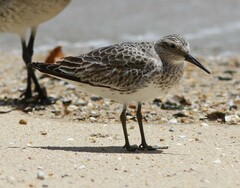Calidris tenuirostris