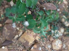 Brickellia atractyloides