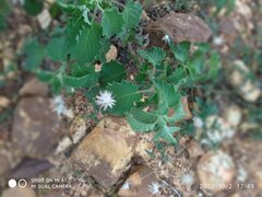 Brickellia atractyloides