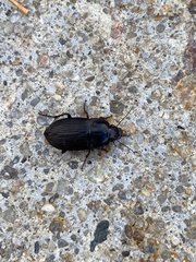 Anisodactylus rusticus