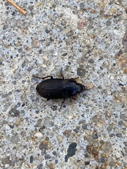 Anisodactylus rusticus