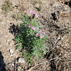 Glandularia wrightii