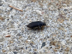 Anisodactylus rusticus