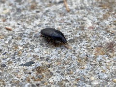 Anisodactylus rusticus