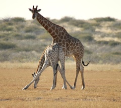 Giraffa camelopardalis giraffa