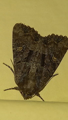 Mesapamea secalis