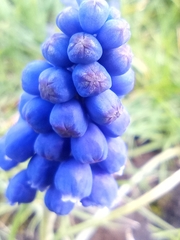 Muscari armeniacum