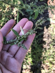 Chenopodium