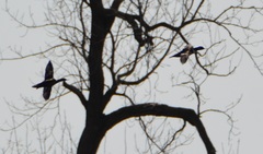 Lophodytes cucullatus