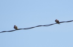 Stelgidopteryx serripennis